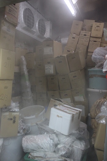 へんなものみっけ 標本づくりの技