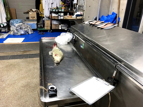 へんなものみっけ 標本づくりの技