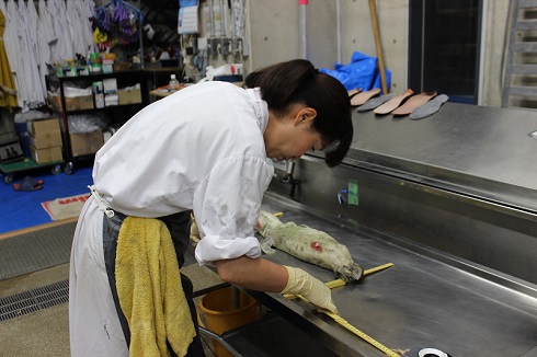 へんなものみっけ 標本づくりの技