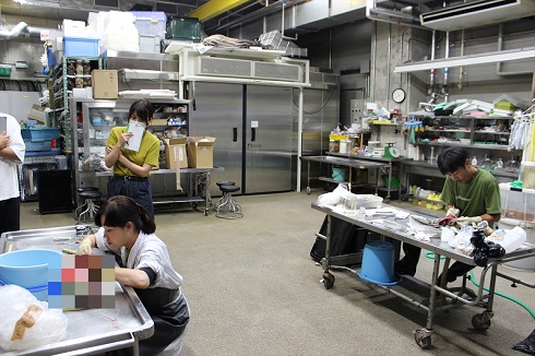 へんなものみっけ 標本づくりの技