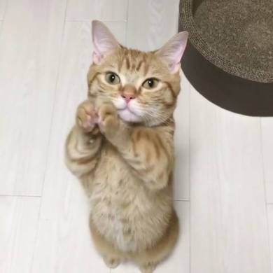 おねだり猫 ぽこ太くん