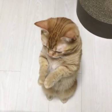 おねだり猫 ぽこ太くん