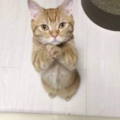 おねだり猫 ぽこ太くん
