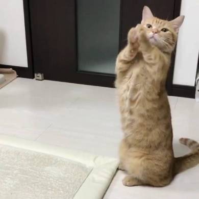 おねだり猫 ぽこ太くん