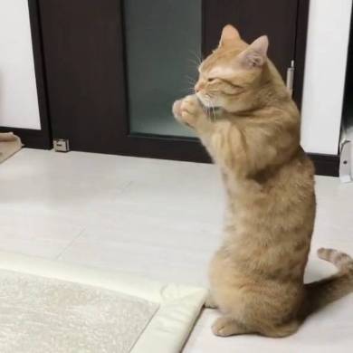 おねだり猫 ぽこ太くん