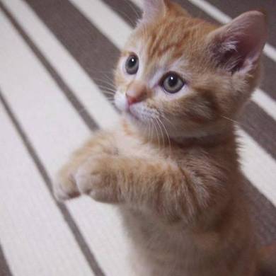 おねだり猫 ぽこ太くん