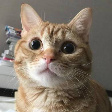おねだり猫 ぽこ太くん