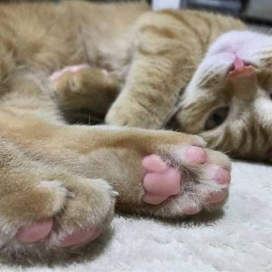 おねだり猫 ぽこ太くん