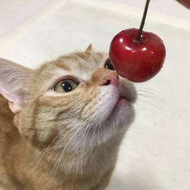 おねだり猫 ぽこ太くん