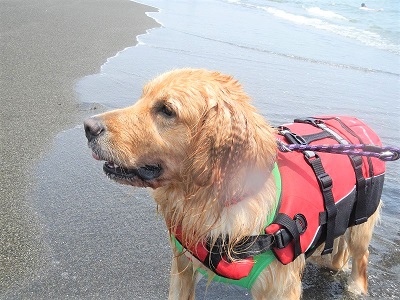 こー君　ドッグサーフィン