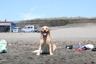 こー君　ドッグサーフィン