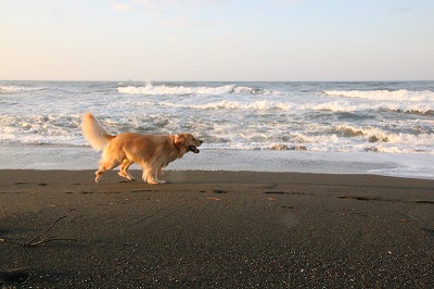 こー君　ドッグサーフィン