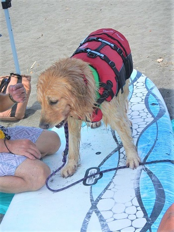 こー君　ドッグサーフィン