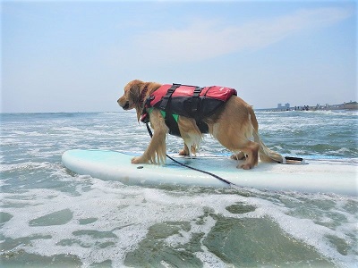 こー君　ドッグサーフィン