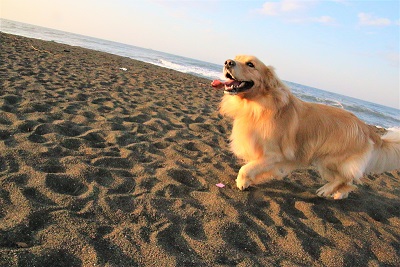 こー君　ドッグサーフィン