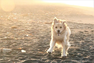 こー君　ドッグサーフィン