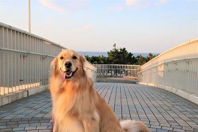 こー君　ドッグサーフィン