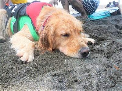 こー君　ドッグサーフィン