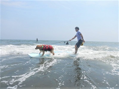 こー君　ドッグサーフィン