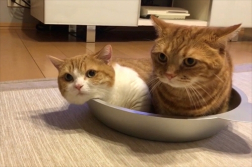 仲良し猫鍋♡寄せ鍋♪冬