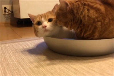 茶太郎きなこの短足日記