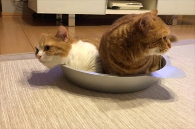 茶太郎きなこの短足日記