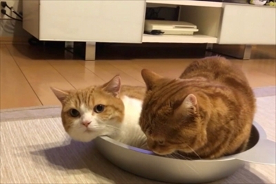 茶太郎きなこの短足日記