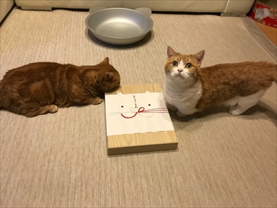 茶太郎きなこの短足日記