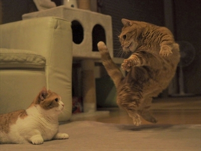 茶太郎きなこの短足日記