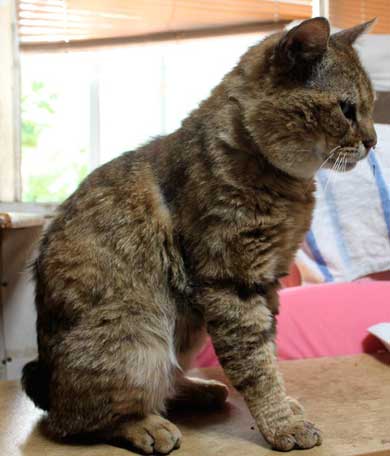 俺、つしま 猫 漫画 おじいちゃん