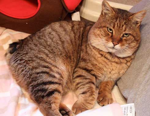 俺、つしま 猫 漫画 おじいちゃん