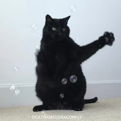 catnameddragonfly
