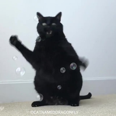 catnameddragonfly
