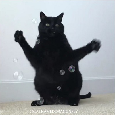 catnameddragonfly