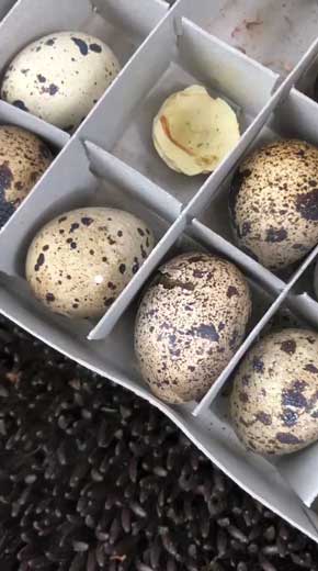 食用 うずらの卵 孵化 パニック