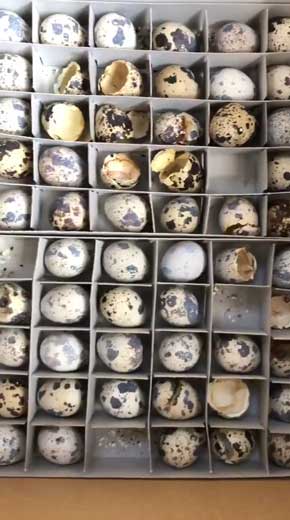 食用 うずらの卵 孵化 パニック