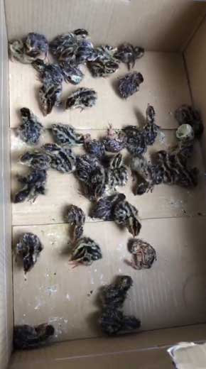 食用 うずらの卵 孵化 パニック