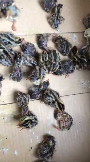 食用 うずらの卵 孵化 パニック