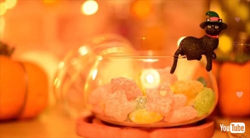 シャノアール・ふちねこ