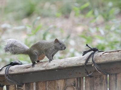 帯広畜産大学・新種のリス発見