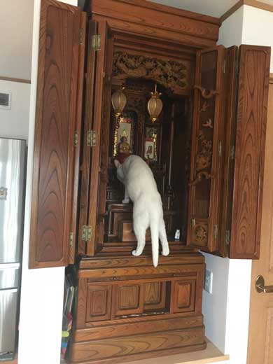 仏壇 水 減ってる 怪現象 原因 猫