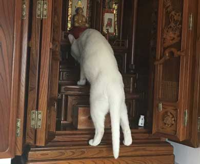 仏壇 水 減ってる 怪現象 原因 猫
