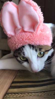 仏壇 水 減ってる 怪現象 原因 猫