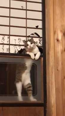 仏壇 水 減ってる 怪現象 原因 猫