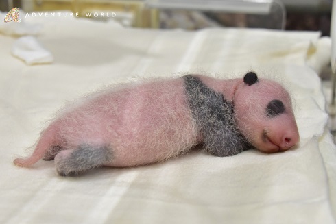 アドベンチャーワールド