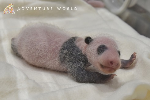 アドベンチャーワールド