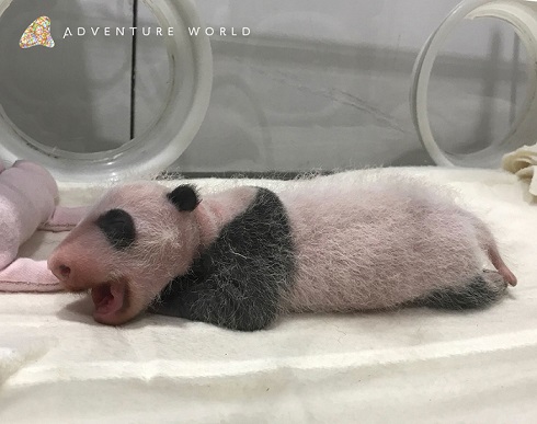 アドベンチャーワールド