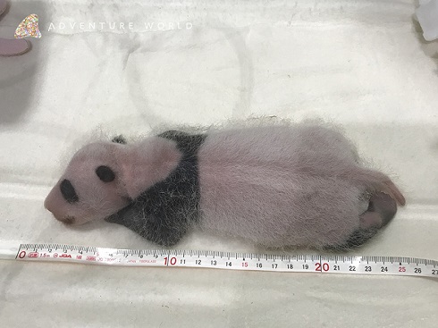 アドベンチャーワールド