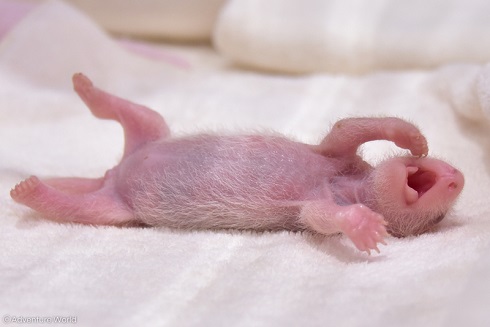 アドベンチャーワールド