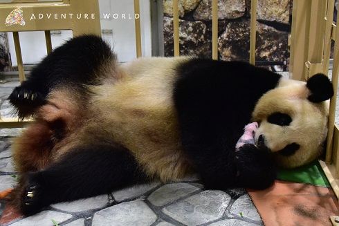 アドベンチャーワールド